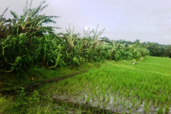 Land for sale in Canggu shows the rice fields view – LCG042