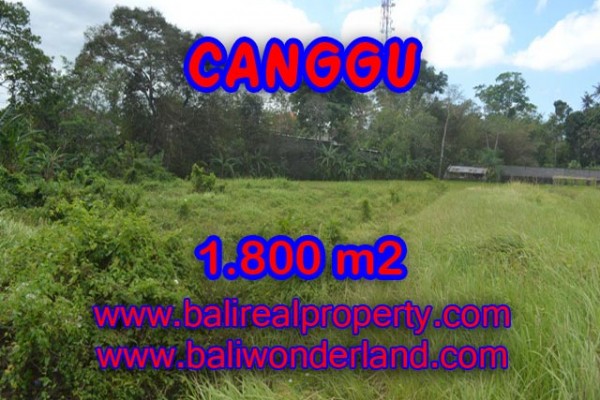 Terrific Property in Bali, Land for sale in Canggu Bali – 1,800 sqm @ $ 594