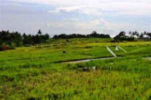 land for sale in canggu, bali LCG005