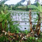 Land for sale in Canggu Bali - LCG043