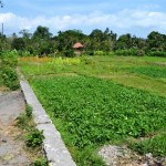 Land for sale in Canggu Bali - LCG056