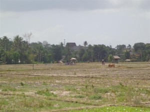 Land for sale in Canggu Bali - LCG062