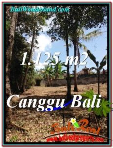 Magnificent PROPERTY LAND FOR SALE IN CANGGU TJCG208